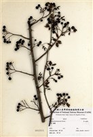 藏品(高山薔薇)的圖片